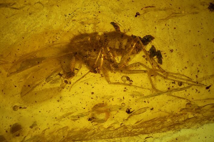 Two Fossil Flies (Diptera) In Baltic Amber #145406
